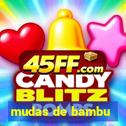 mudas de bambu